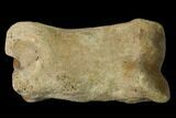 Fossil Rhino (Teleoceras) Metatarsal - Kansas #136433-3